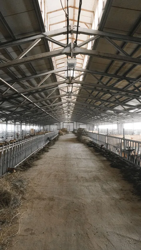 An empty farm barn interior featuring a metal roof and arranged stalls, creating a spacious industrial look.