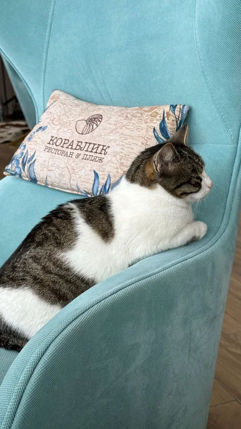 A cozy cat lounges on a blue armchair in a charming Odessa cafe.